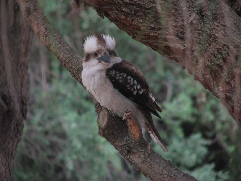 Punk Kookaburra